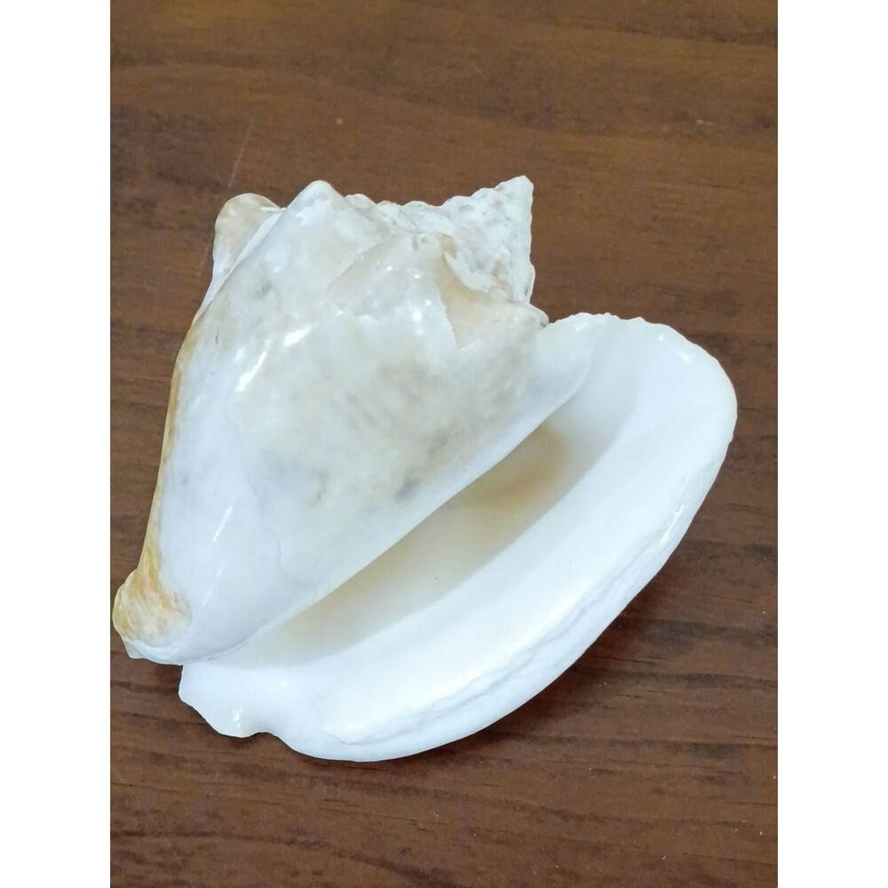 Conch Shells, Set Of 2 - Picture 8 of 10